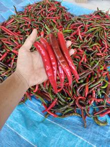 Cabai | cili hidup harga borong