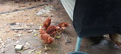 ayam penelur LB F1