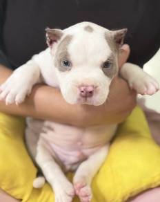 AMERICAN BULLY PUPPIES S141 🐻 Rehome Male Exotic