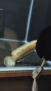 Channa limbata 