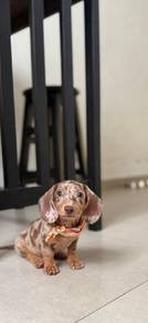 Jr Dachshund