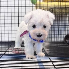 SCHNAUZER MINIATURE PUPPIES X68 🌻 雪纳瑞 Male