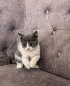 BSH Bicolour Blue 