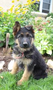 GS91299 German Shepherd guard dog puppies