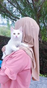 Kucing Kitten Mainecoon Baka Besar ❤