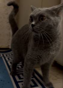 British Short Hair Female Blue Proven