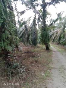 Agricultural Land in Serdang, KDH