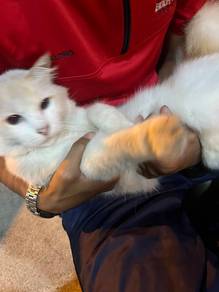 utehh white cat kucing