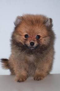 f16  Cute Pomeranian Puppy
