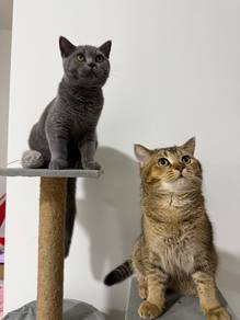 British Short Hair BSH Golden Tabby Blue