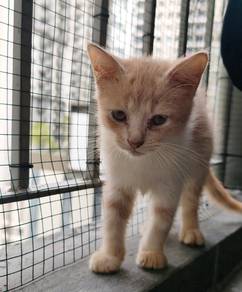 kitten 3 month