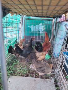 Ayam Hutan Lapis