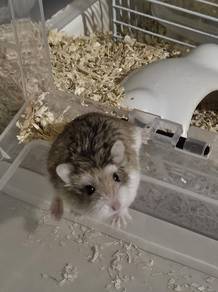 roborovski hamster for sale