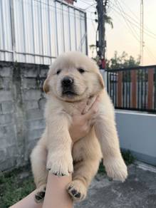 Golden Retriever Puppies Available – KL & JB