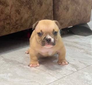 AMERICAN BULLY PUPPIES D107 🐻 Available Exotic