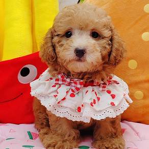 Poodle