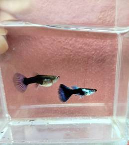(borong) silverado hb blue rm5