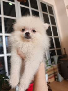 Pomeranian female
