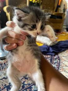 kucing bulu lebat