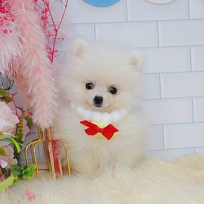 Pomeranian