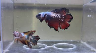 Galaxy Candy Koi Fancy Betta Fish Ikan Laga