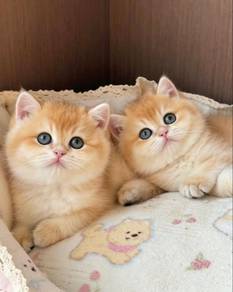 BSH Golden Import In Dam