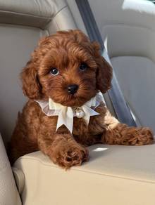 cavapoo t