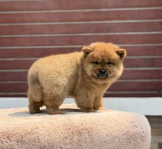 FLUFFY CHOW CHOW PUPPIES C316 🌻 Female  Available