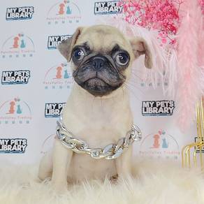 Pug