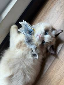 Blue bicolour ragdoll kitten 