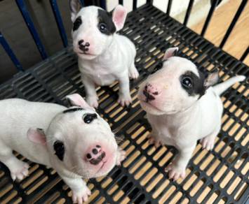 BULL TERRIER PUPPIES BT121 🐻 Available Cute