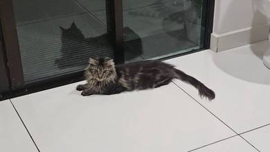 Mainecoon