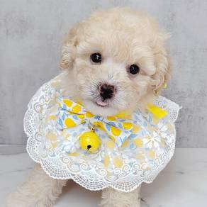 Poodle