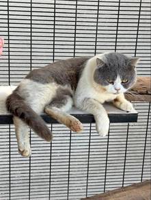 bsh bicolor sepasang