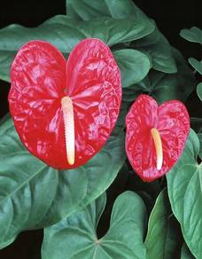 Anthurium Andraeanum / Tailflower / FlamingoFlower
