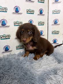 Long coat daschund puppy