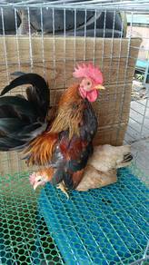 ayam serama 