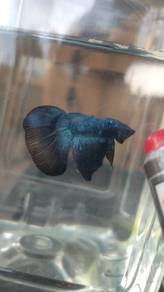 Betta's 