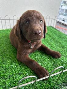 chocolate Labrador 1