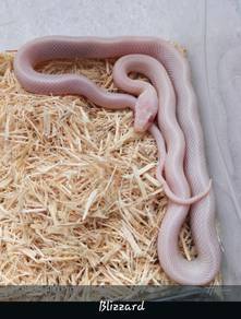 Corn Snake