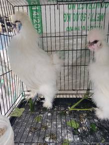 ayam american silkie
