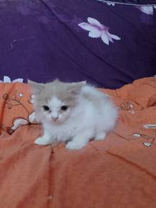 persian mix 