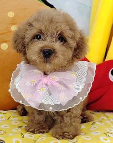 Poodle