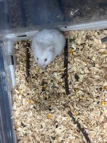 syrian hamster