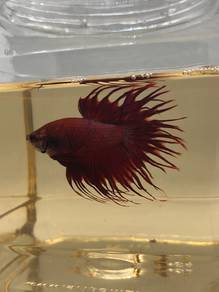 Betta Fish