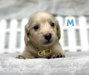 MINIATURE DACHSHUND Puppies VIP72🐻 Male