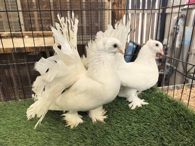 Merpati Merak Fantail Full White Matang Muda 