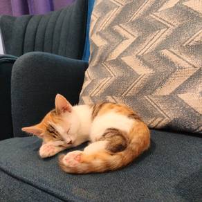 calico kitten for rehome