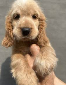 ENGLISH COCKER SPANIEL PUPPIES F380 🌻Female