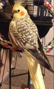 cockatiel (male)